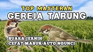 MASTERAN GEREJA TARUNG‼️ TEMBAKAN RAPAT - SUARA JERNIH #masteranjernih #gerejatarung #masteran