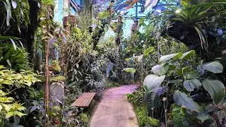 Walk through Tropical & Cloud Forest Greenhouses, Botanical Garden Basel, 4K ASMR