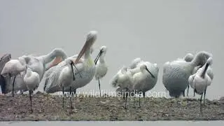 Great White Pelicans resting at Sambhar Lake | foggy morning in Rajasthan