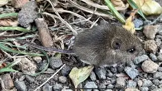 Wild Field Mouse - Tame But Speedy!