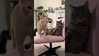 Eat, sleep, go crazy & repeat 🔁 #cat #cats #kitty #kitten #catlovers #catlife #catvideos #catshorts