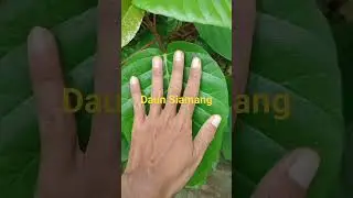 Daun siamang #pakankambing  #nutrisialami
