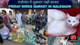 मालेगांव में शुक्रवार पक्षी बाजार // Friday Birds Market in Malegaon