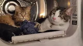 Annoying my kitty couple Bobby and Baby, cats snuggling in dryer cute 