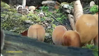 Навозник мерцающий Coprinellus micaceus часть 2 Лечебные свойства Химический состав