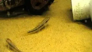 Sucking Loach, Algae Eater for sale UK