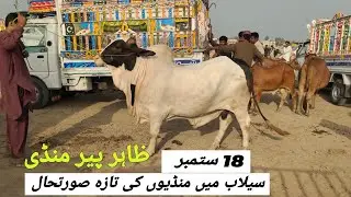 Zahir Pir Mandi Selab Mein Mandiyon ki Surat Hall | @MandiBoy8080 | Zeeshan Khan 