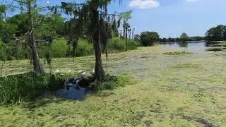 Bird Flies Over Marsh & Juvenile Roseate Spoonbills Under Cypress Tree Orlando Wetlands! Christmas