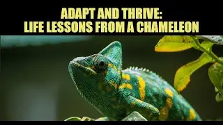 Mastering Adaptability: #Inspiring lessons from the Chameleon's Life