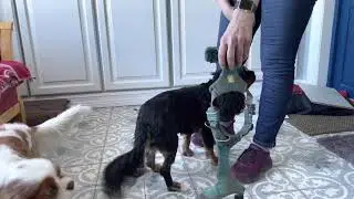 Hvordan ta p&aring; y-sele p&aring; hund med mye &oslash;rer