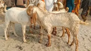 Luddan Bakra Mandi latest update Ajmal TV Hasilpur 03086171529