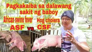 ASF o African Swine Fever at Hog Cholera o Classic Swnie Fever anong pagkakaiba nila | Ryan Patenio
