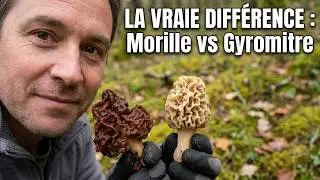 La Vraie Diff&eacute;rence Entre Morille et Gyromitre Expliqu&eacute;e !