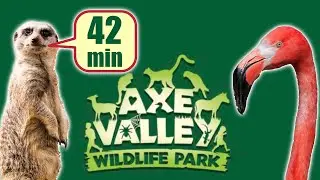 Axe Valley Wildlife Park Vlog - Meerkats, Flamingos, Bush Dogs & MORE!