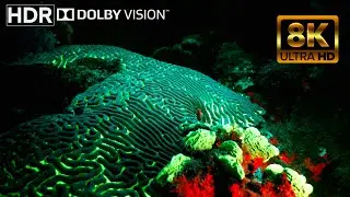 FLUORESCENT OCEAN  - Glowing Sea Life in a Magical Underwater Fairy Tale 8K 60FPS HDR