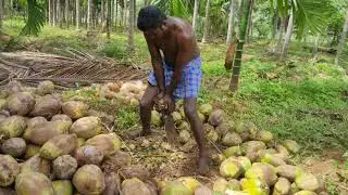 Fast Worker Coconut Dehusking!