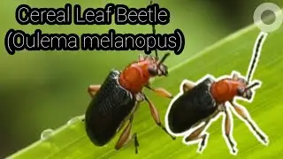 Cereal Leaf Beetle (Oulema melanopus)