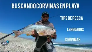 Lenguados y corvinas en playa La Rinconada Antofagasta, spinning fishing, sea bass