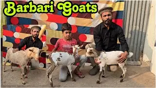 Quality Barbari goats at Mirha Goat Farm Aurangabad Maharashtra 
