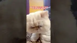 Purr Comparison
