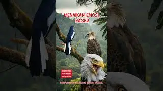 SUARA BURUNG ELANG MENAIAKN EMOSI BURUNG LAIN..(DOBLE SUARA JERNIH)