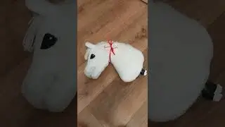 Nasza przygoda się już kończy dziękuję Ci Molly za te wszystkie piękne chwile🥹bede tęsknić #hh