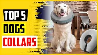 Top 5 Best Inflatable Dogs Collars in 2022 Reviews
