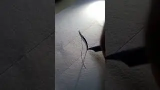 Letter S in Copperplate calligraphy #art #artist #calligraphy #shorts #letter #trending #viral