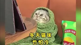 天冷了，小猫好像比我更懂取暖！ #猫咪 #冬天的猫咪怕冷 #猫咪日常