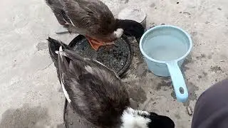 My Ducks Dukky & Aroob