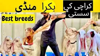 karachi bakra mandi cheapest price nest breeds gulabi kamori punjab nasal best price karachi