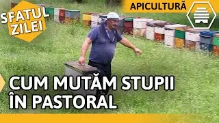 CUM MUTĂM STUPII ÎN PASTORAL [Sfatul zilei]