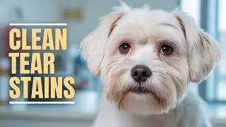 How to Get Rid of Tear Stains on Light-Colored Dogs: Tips & Care Guides #dogcare #tearstains
