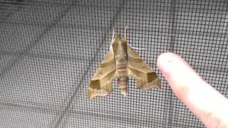 hot moth