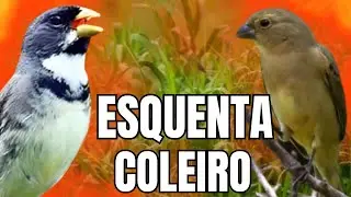ESQUENTAR COLEIRO TUI TUI COM F&Ecirc;MEA CHAMANDO E COLEIRO TUI TUI PARA ESQUENTAR COLEIRO TUI TUI