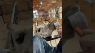 White Post Farms #longisland #farm #zoo #animals #animal #viral #viralshort #podcast #safari #like