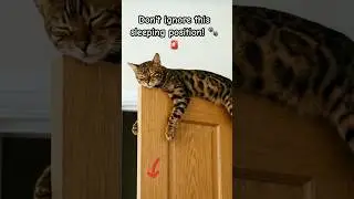 Is Your Cat Healthy? Check Their Sleep! 🐾 #KittenWorld #cat #cutecat #sleepingcats