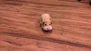 Zhu Zhu Pets Review - Mr. Squiggles