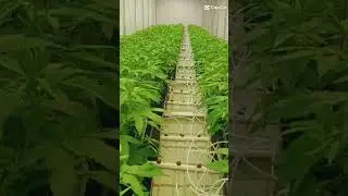 Polskie konopie #indoor #420 #grower #uprawa #konopie #CBD