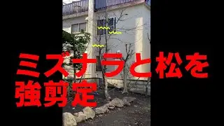 ミズナラと松を強剪定#剪定#ガーデニング