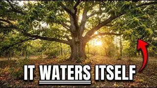 The Tree That Waters Itself For 50 Years- Why Did America Cut Down 3 Billion of Them?