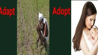 Adopt vs Adapt: The Vocabulary Confusion Explained