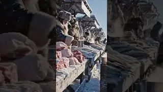 the Coldest Inhabited Place on Earth \ Yakutia, Siberia @KiunB