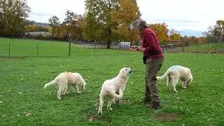 Quick and Easy Target Training for Livestock Guardian Dog Puppies!