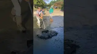 Huge Pond Cleaning! #riverbedbuilders #waterfeature #koipond #koi #fountain #pondcleaning