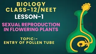ENTRY OF POLLEN TUBE II BIOLOGY CLASS 12 II CHAPTER-1 #pollentube #pollen