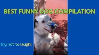 Best Funny Dogs Compilation!