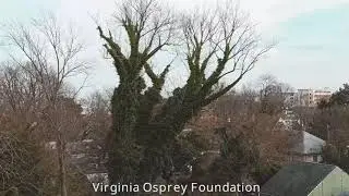 Colonial Beach Osprey Nest - Tour around with new PTZ cam + sound 12-18-25