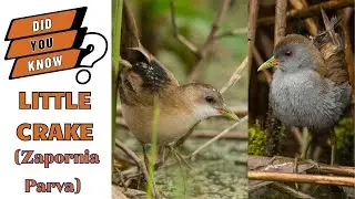 The Little Crake Zapornia Parva: Get to Know Interesting Facts About This Bird! 😍