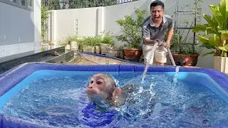 Why Cubis Monkeys LOVE Swimming Pools Every Morning